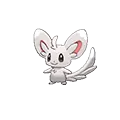 Minccino